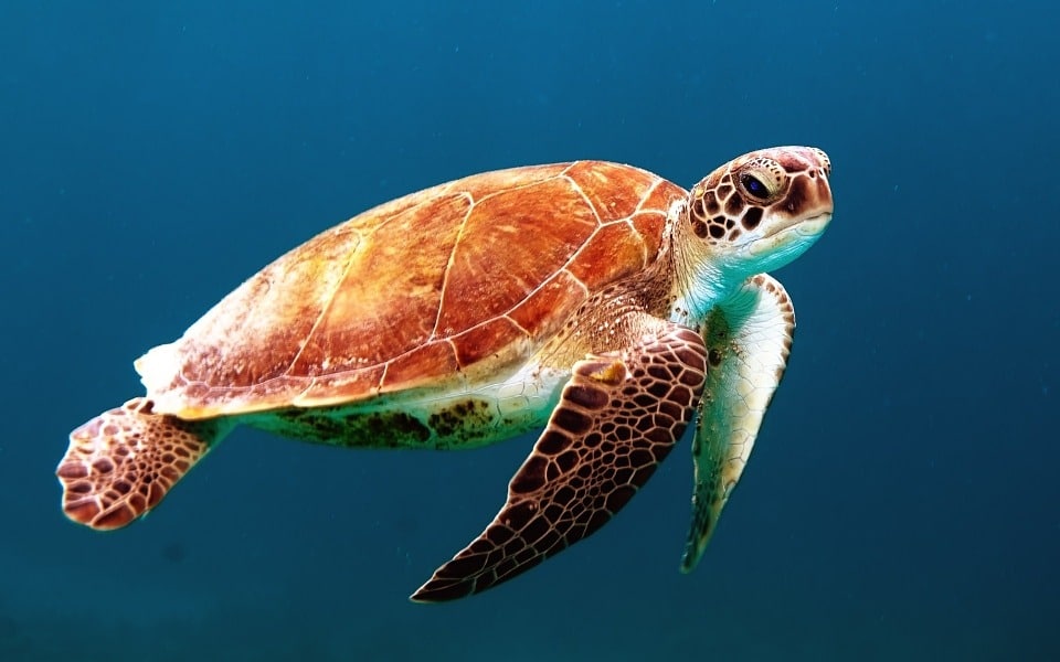 a turtle in the ocean, since the summit will deal with ocean preservation
